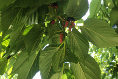 2023-06-10T16_40_5502_00