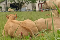 IMG_20230521_172749_1